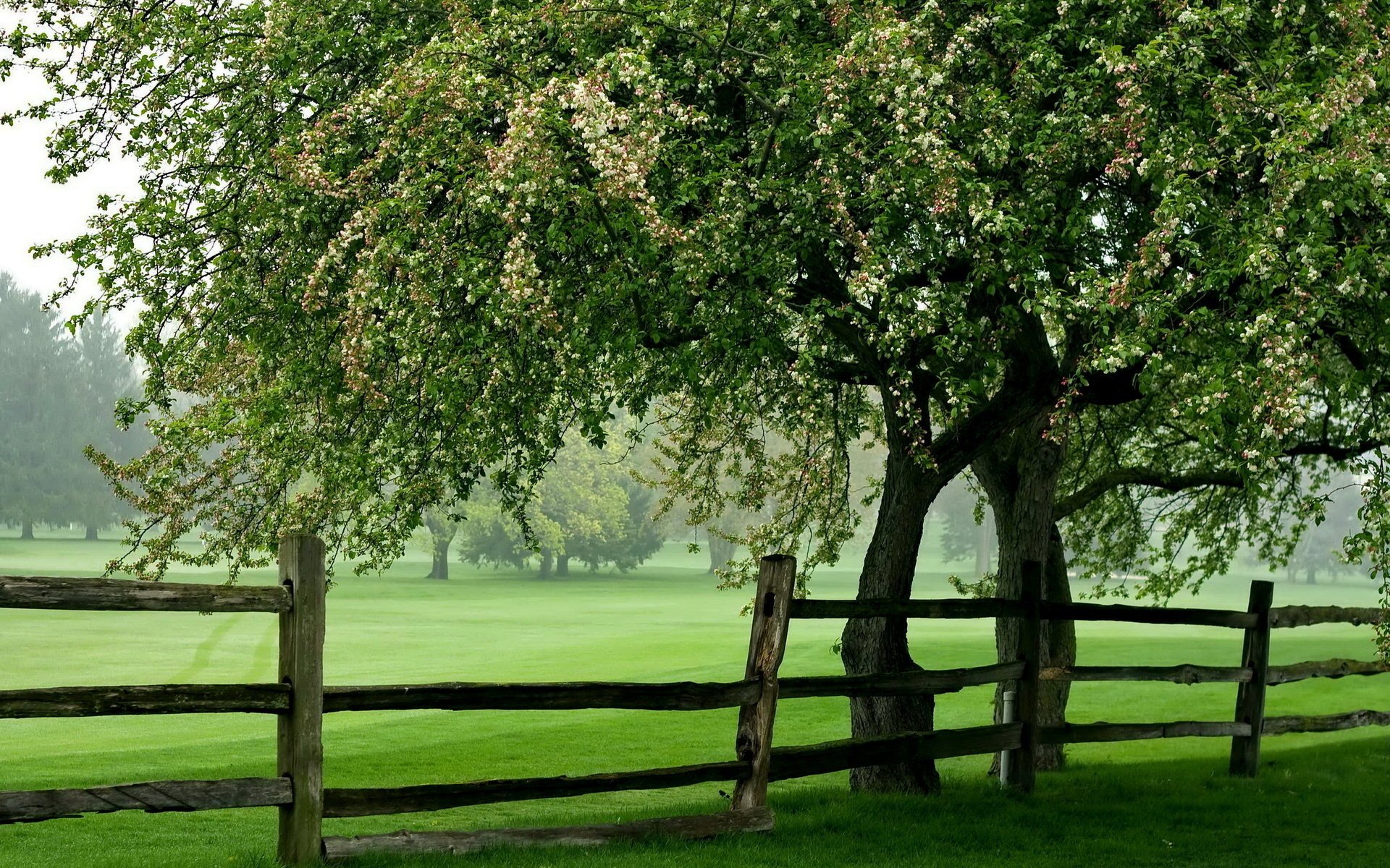 campo árbol verano cerca