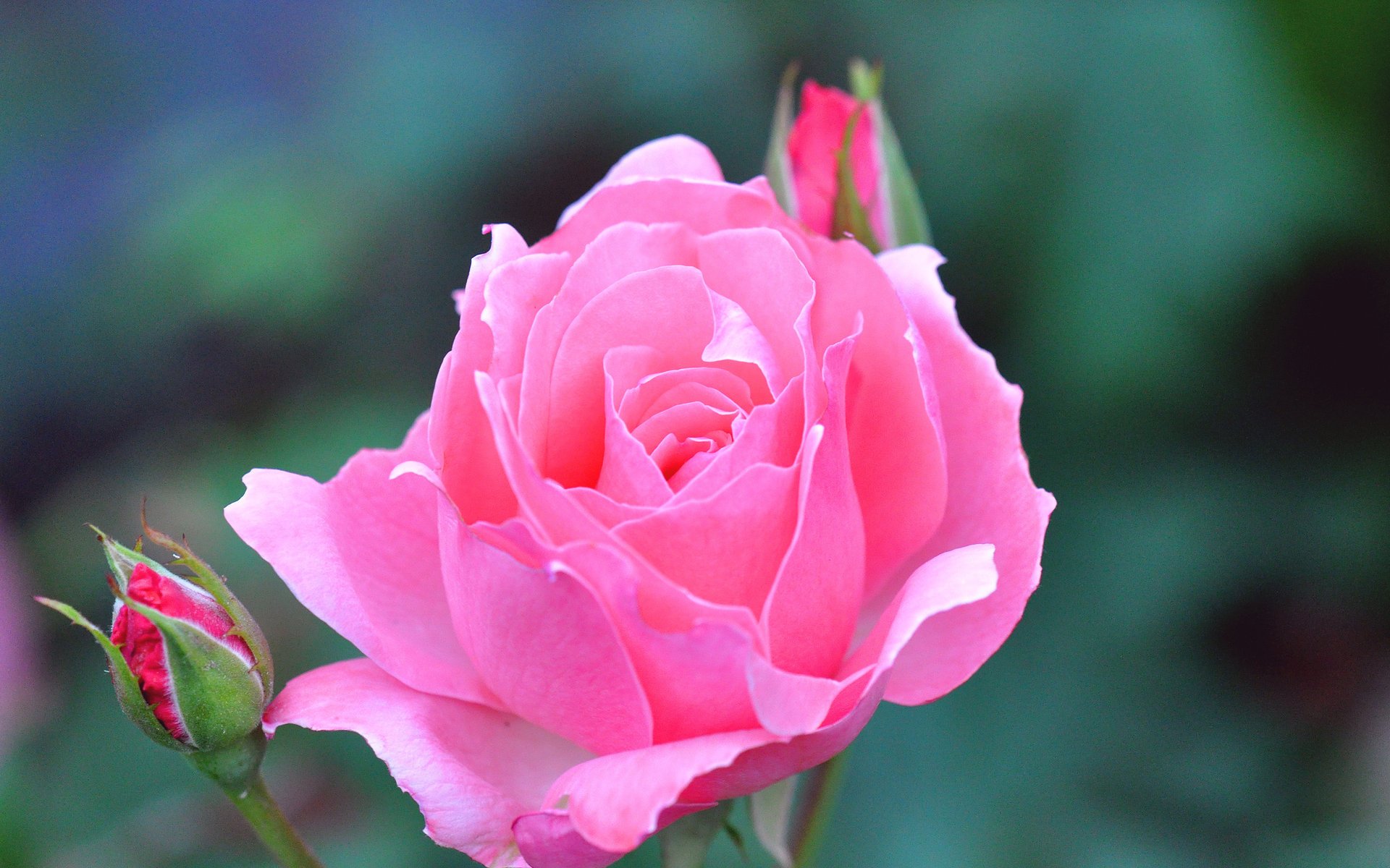 rosa fiore bocciolo bello