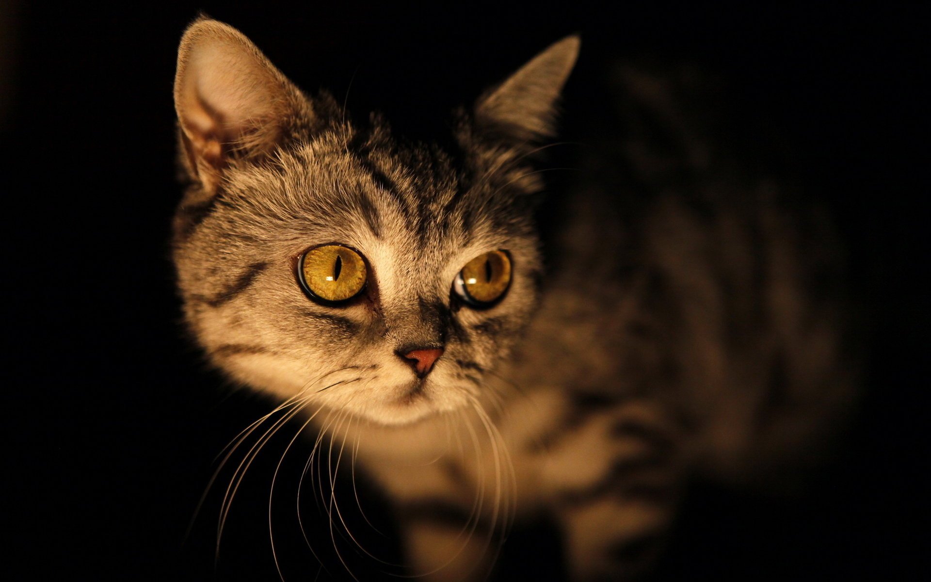 chat regard yeux