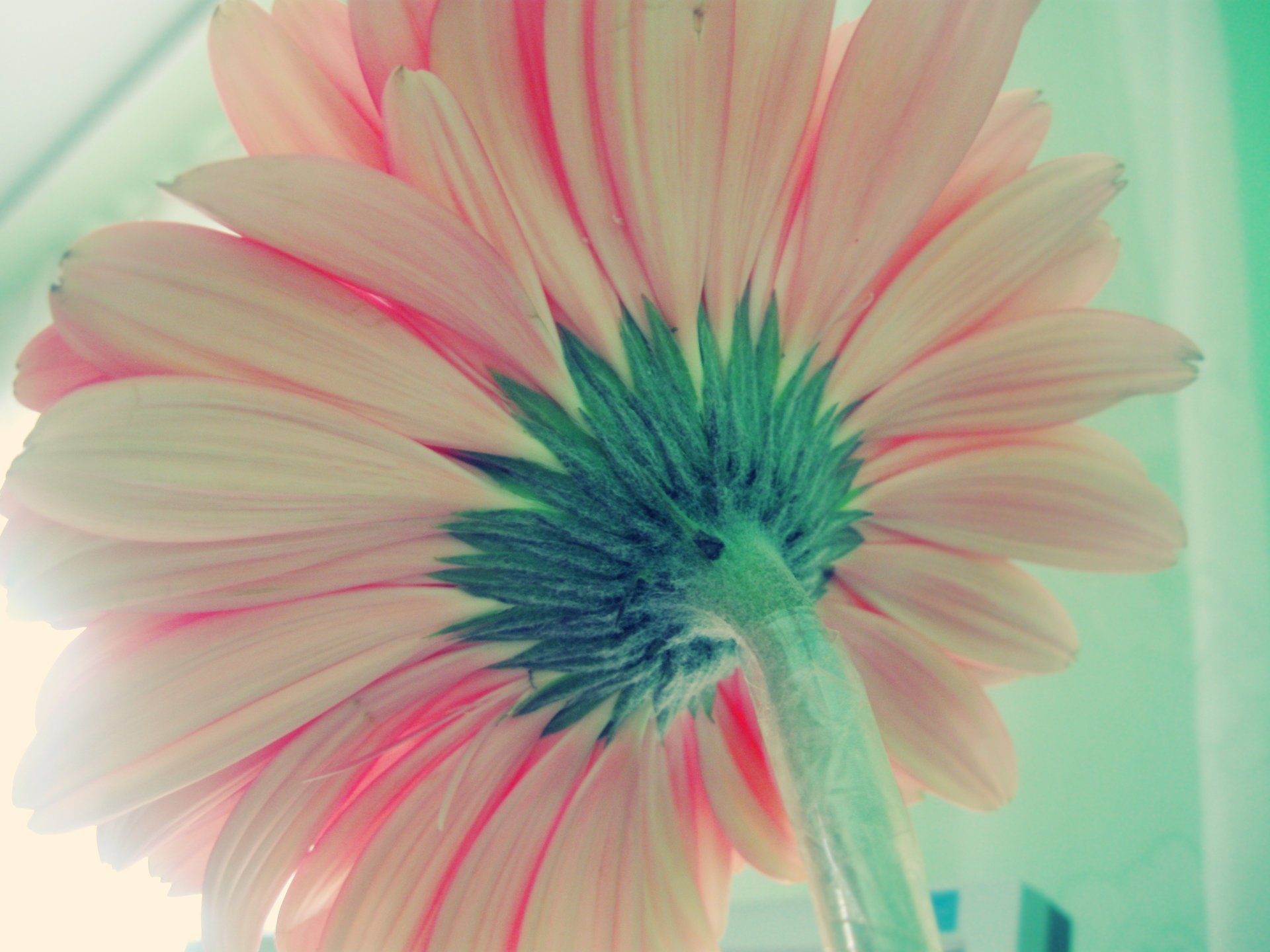 flower back gerbera