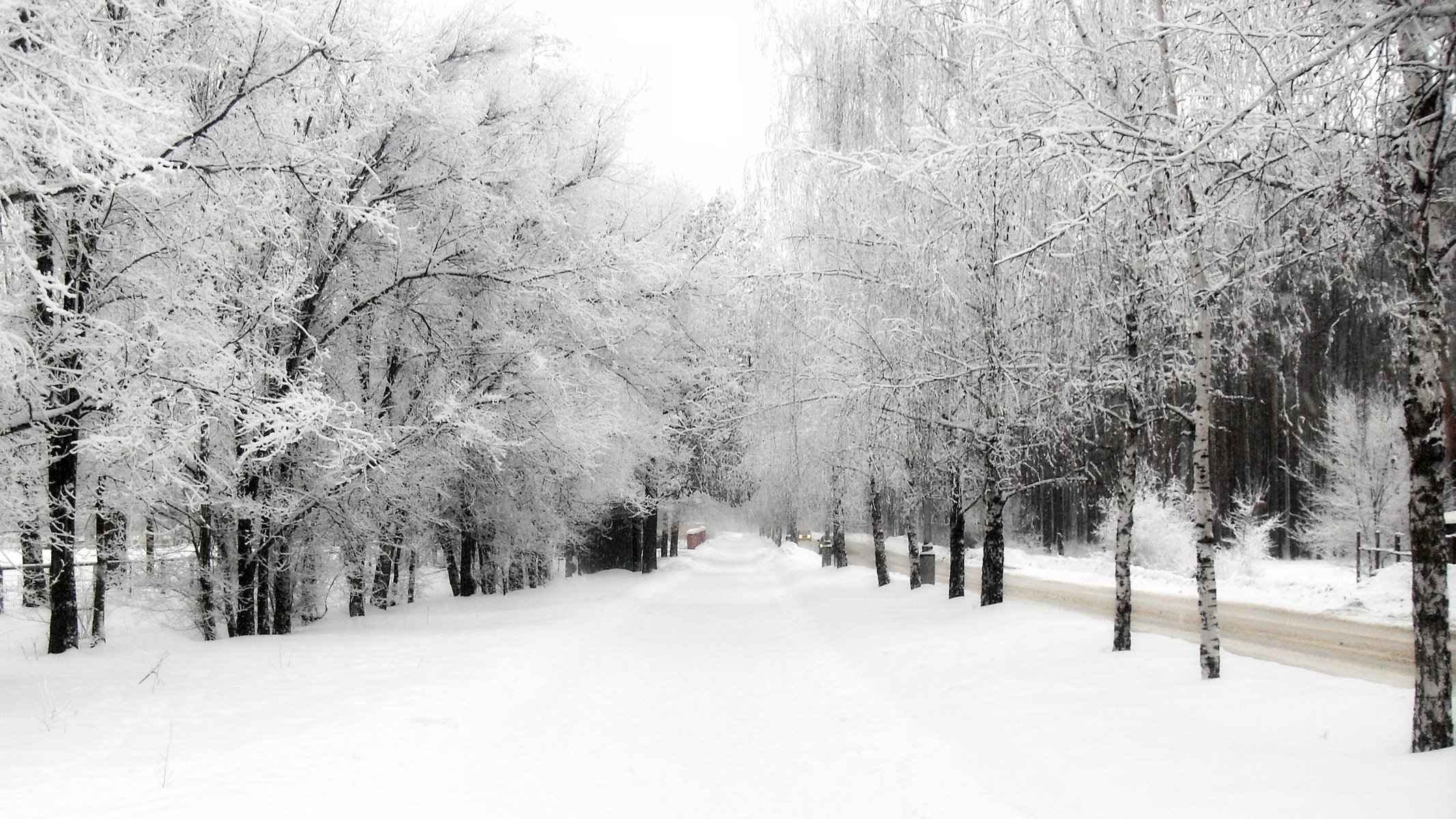 inverno natura alberi neve