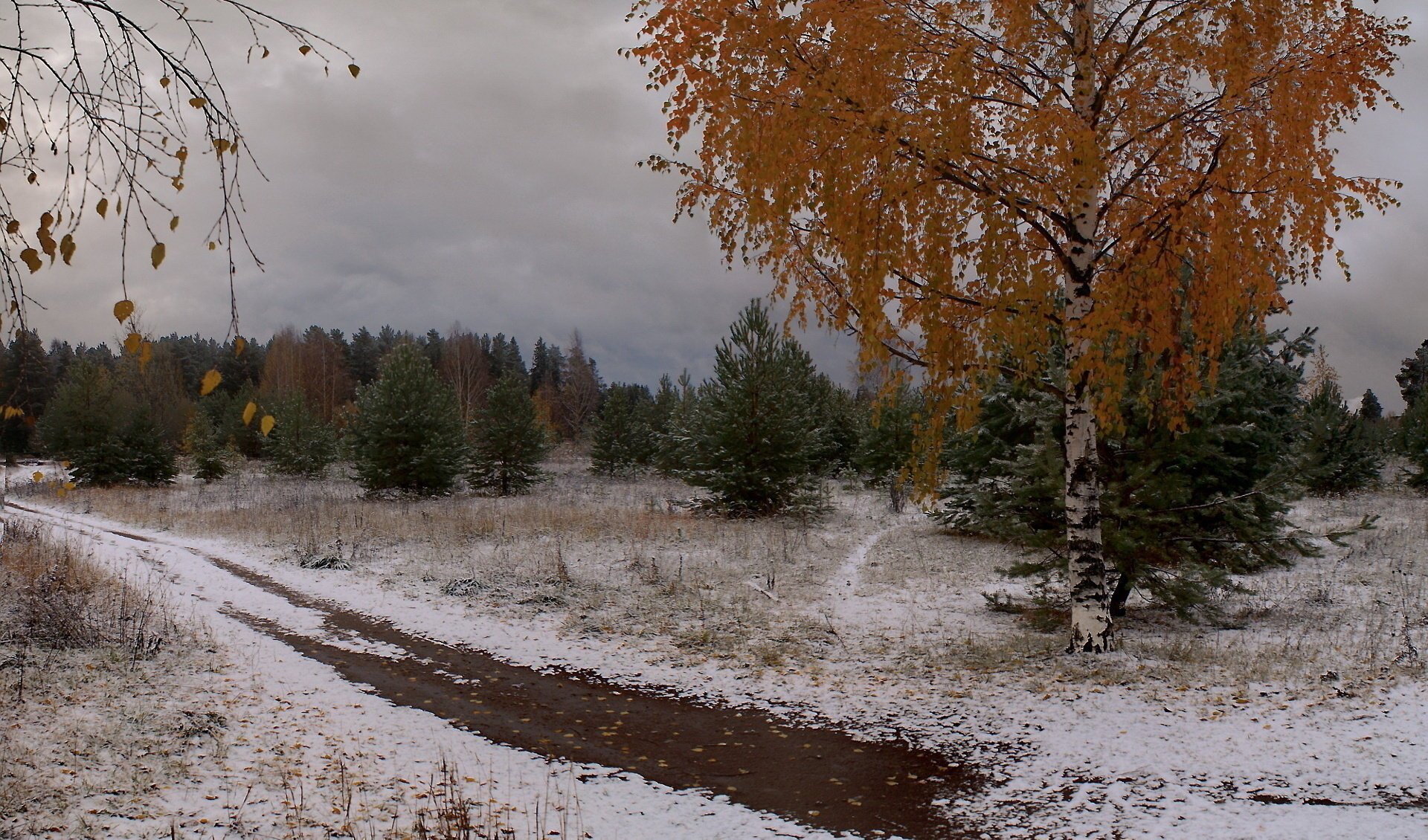 invierno árboles de navidad hojas nieve abedul árboles