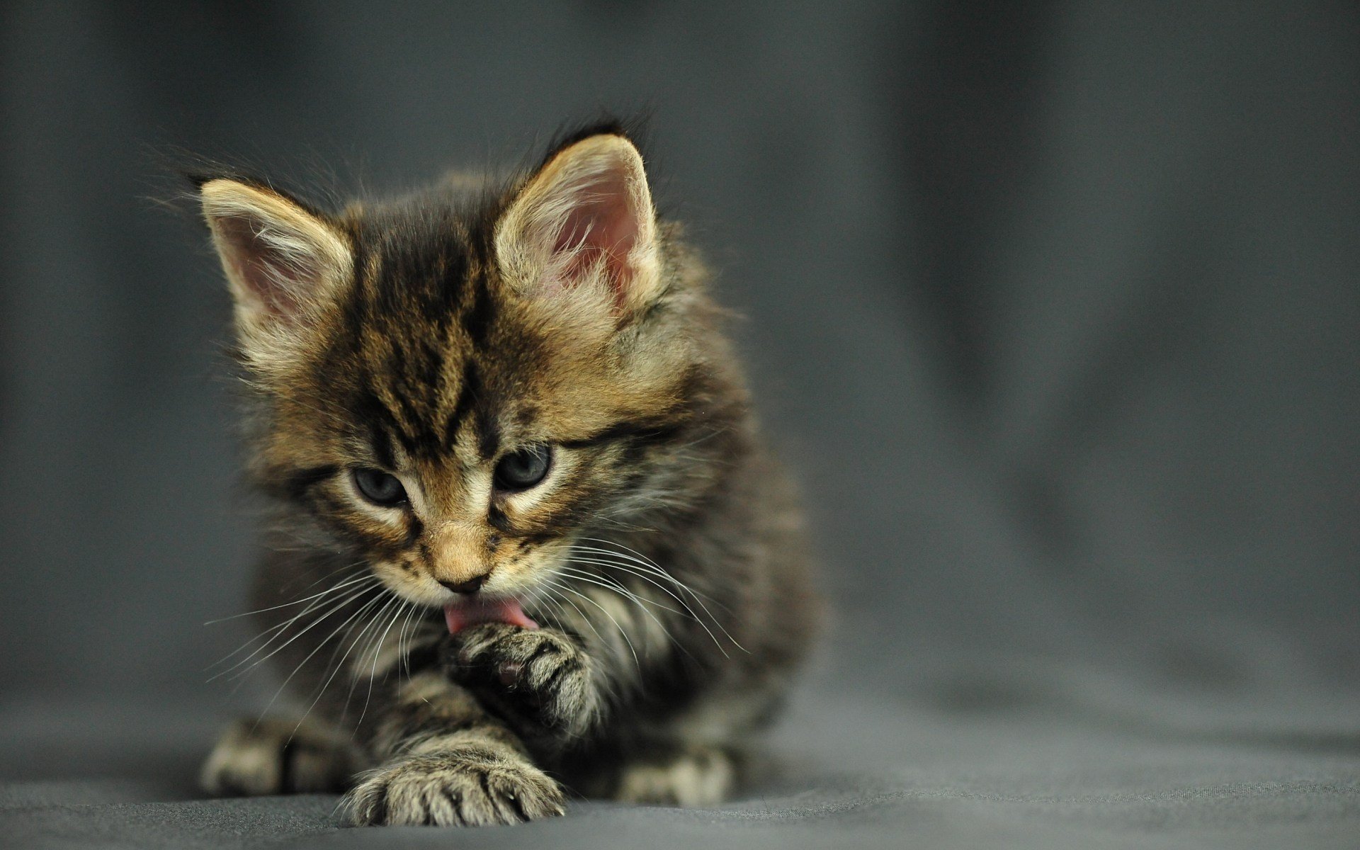 gatto gattino maine coon