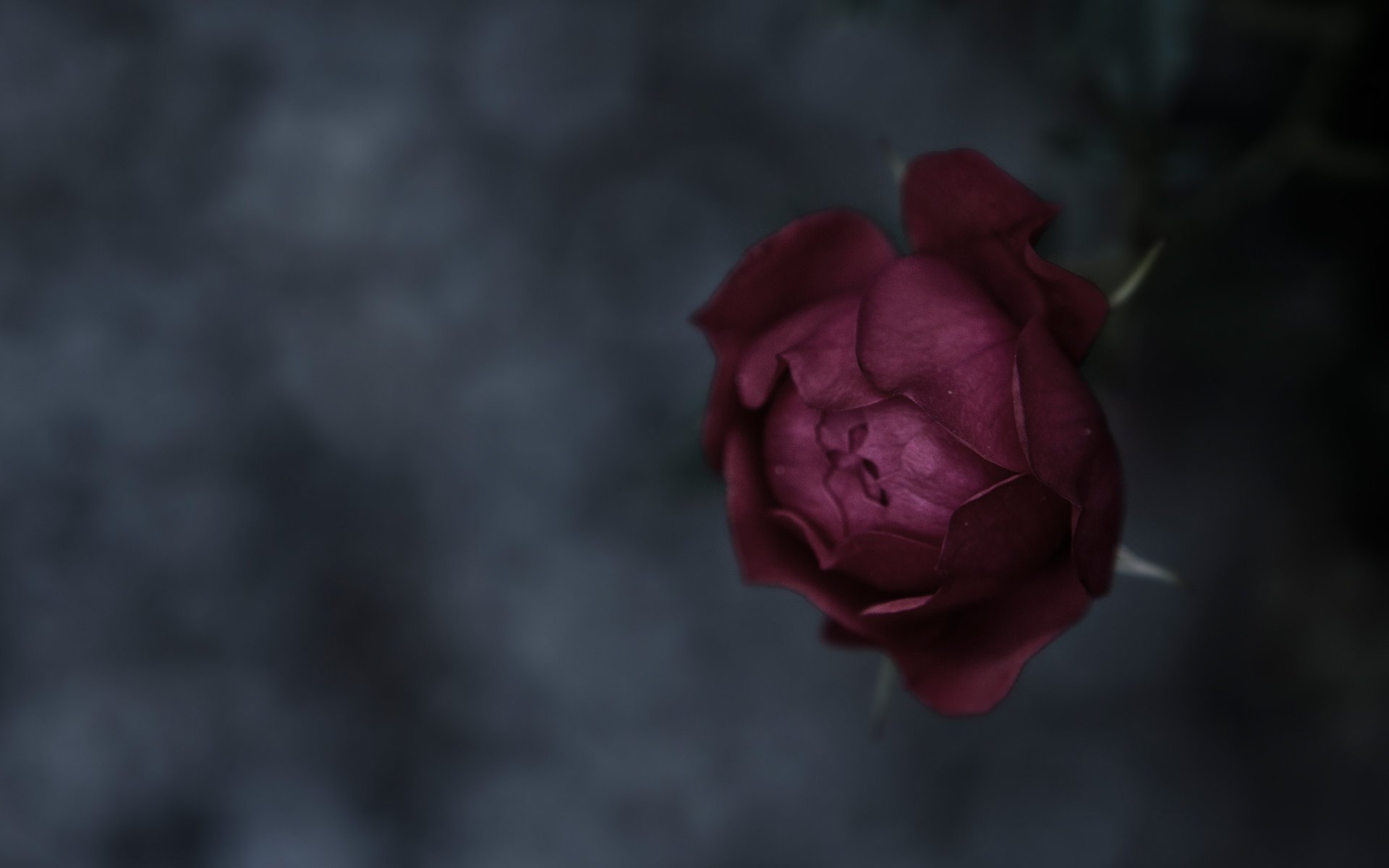 rose stem petals bud background focus macro