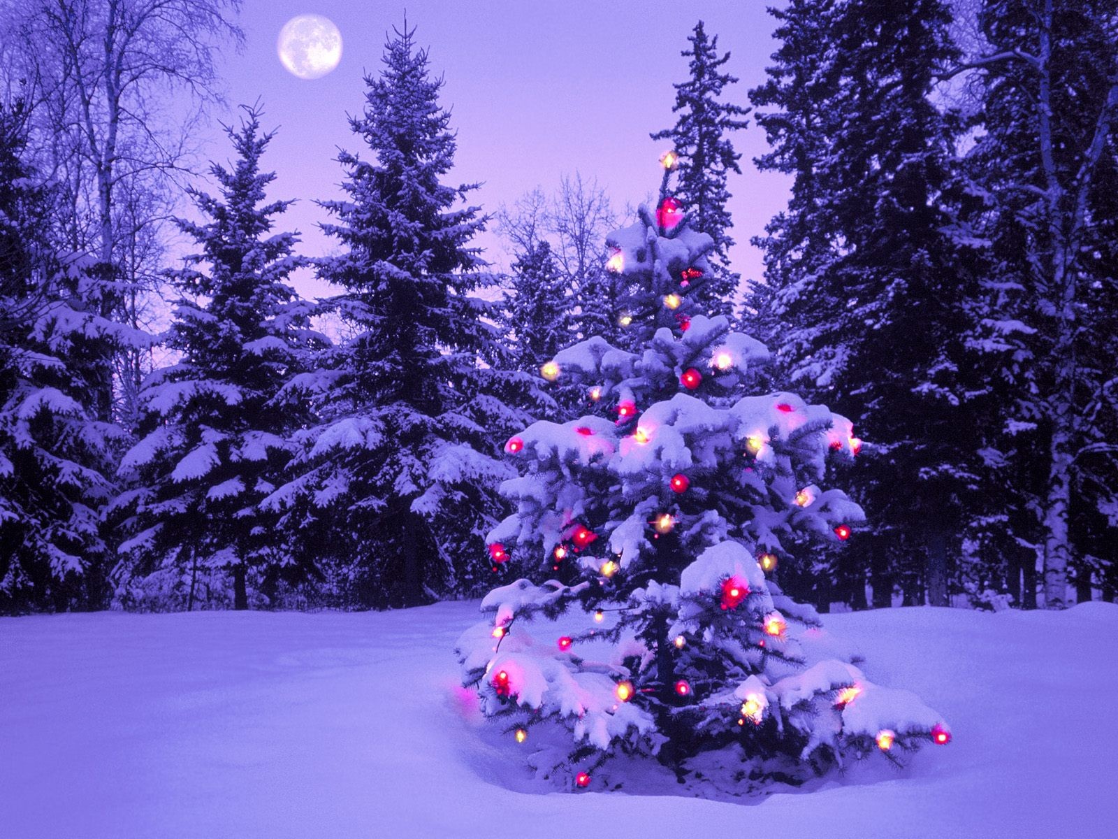 capodanno foresta albero di natale luci