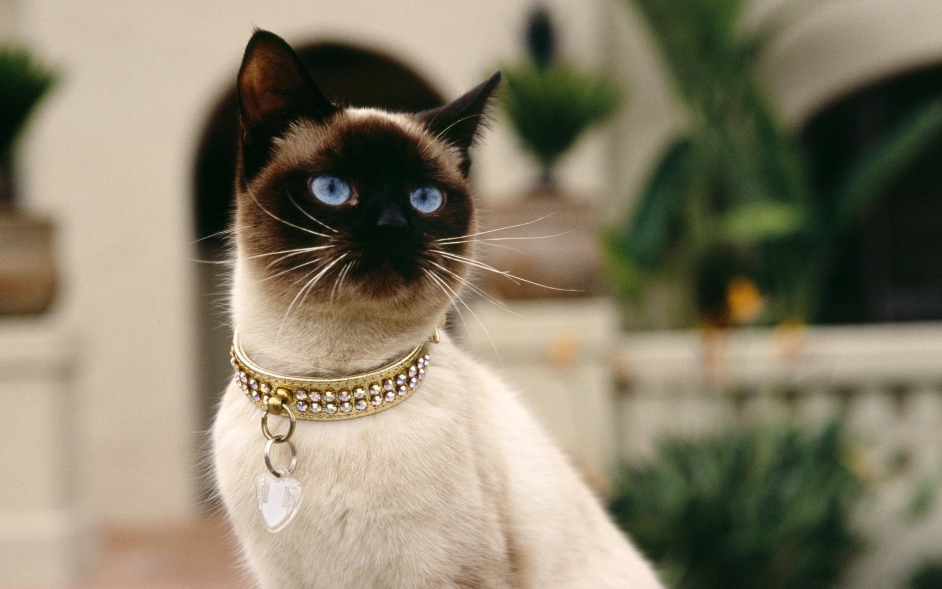 halsband siamesisch katze