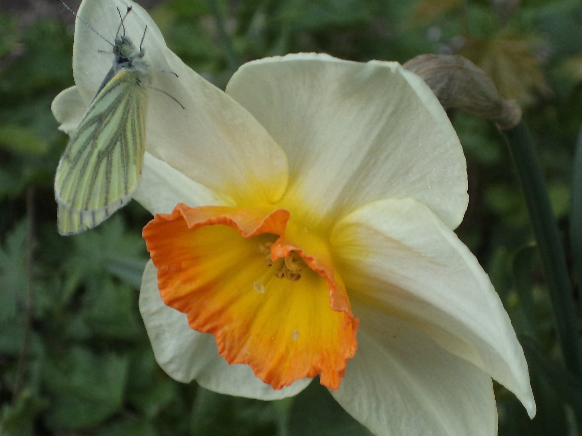 narciso primavera