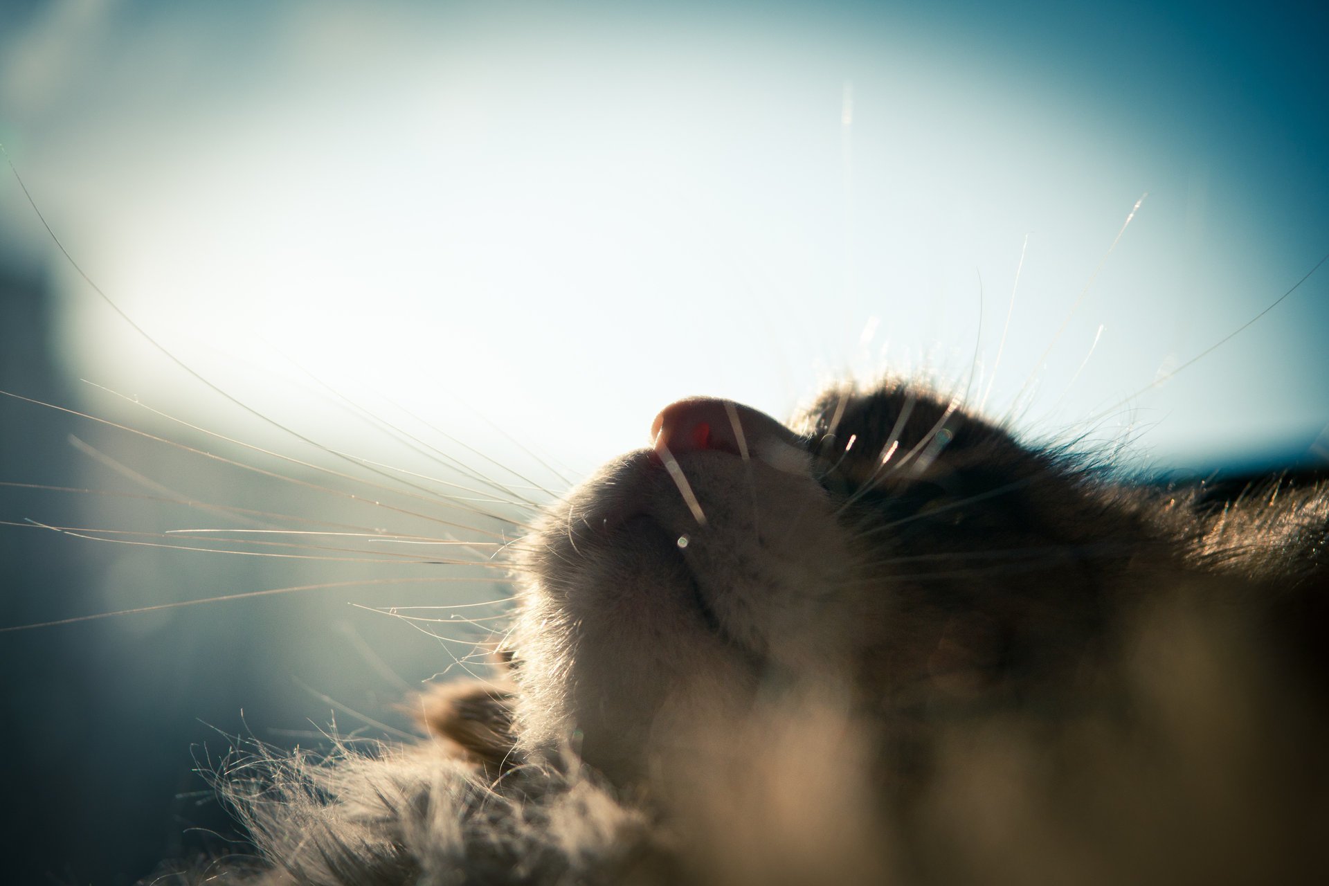 katze schläft sonne flauschig fenster schnurrbart