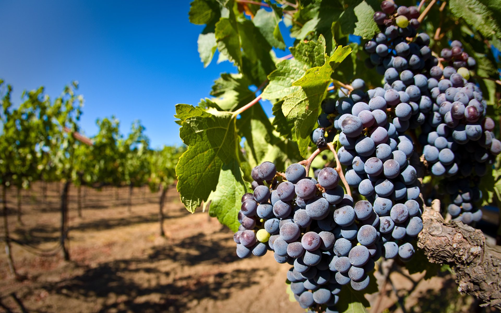 grapes vine vineyard brush berries bunch