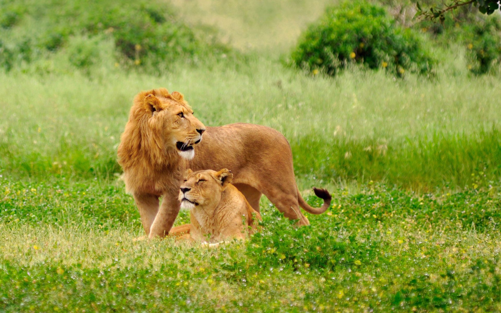 leoni animali leonessa leone coppia