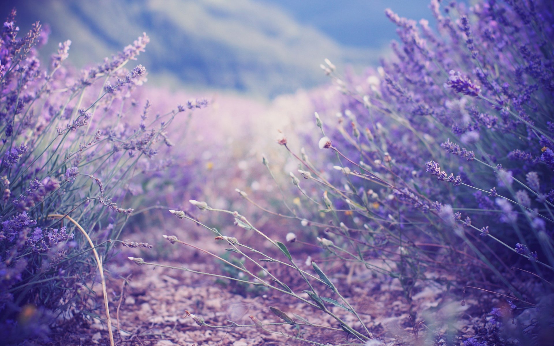 liliowy krzewy lawenda lavender