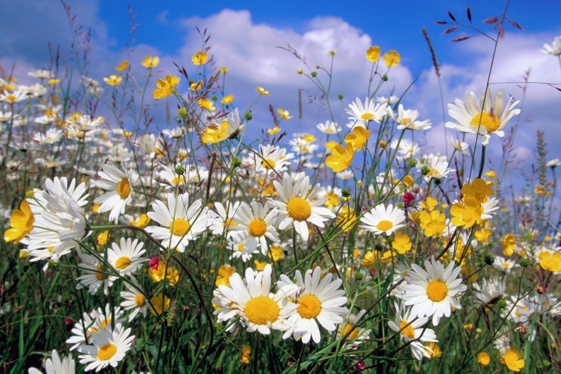 nature été marguerites fleurs sauvages nuages