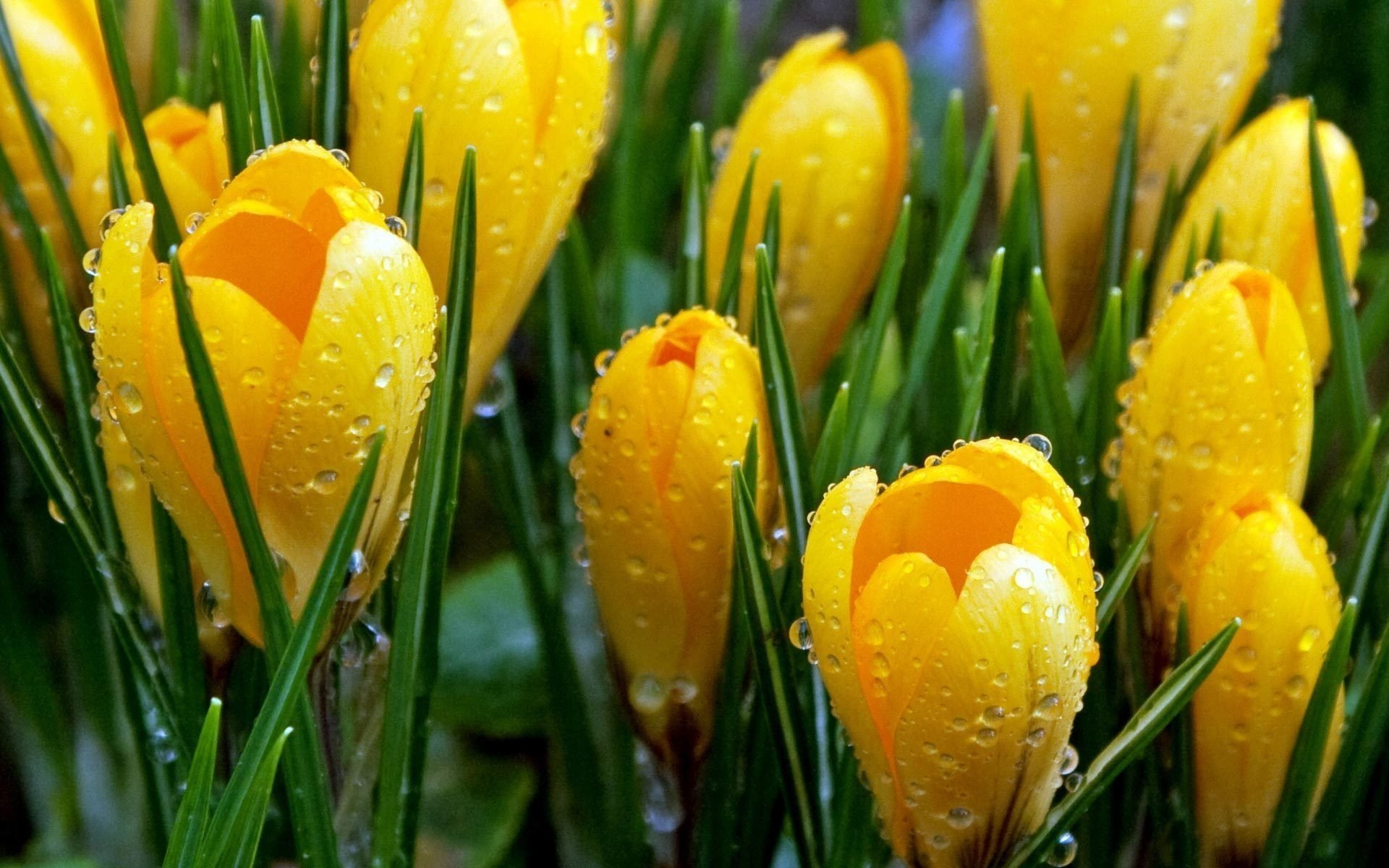 azafranes gotas flores brotes rocío primavera hermoso agua