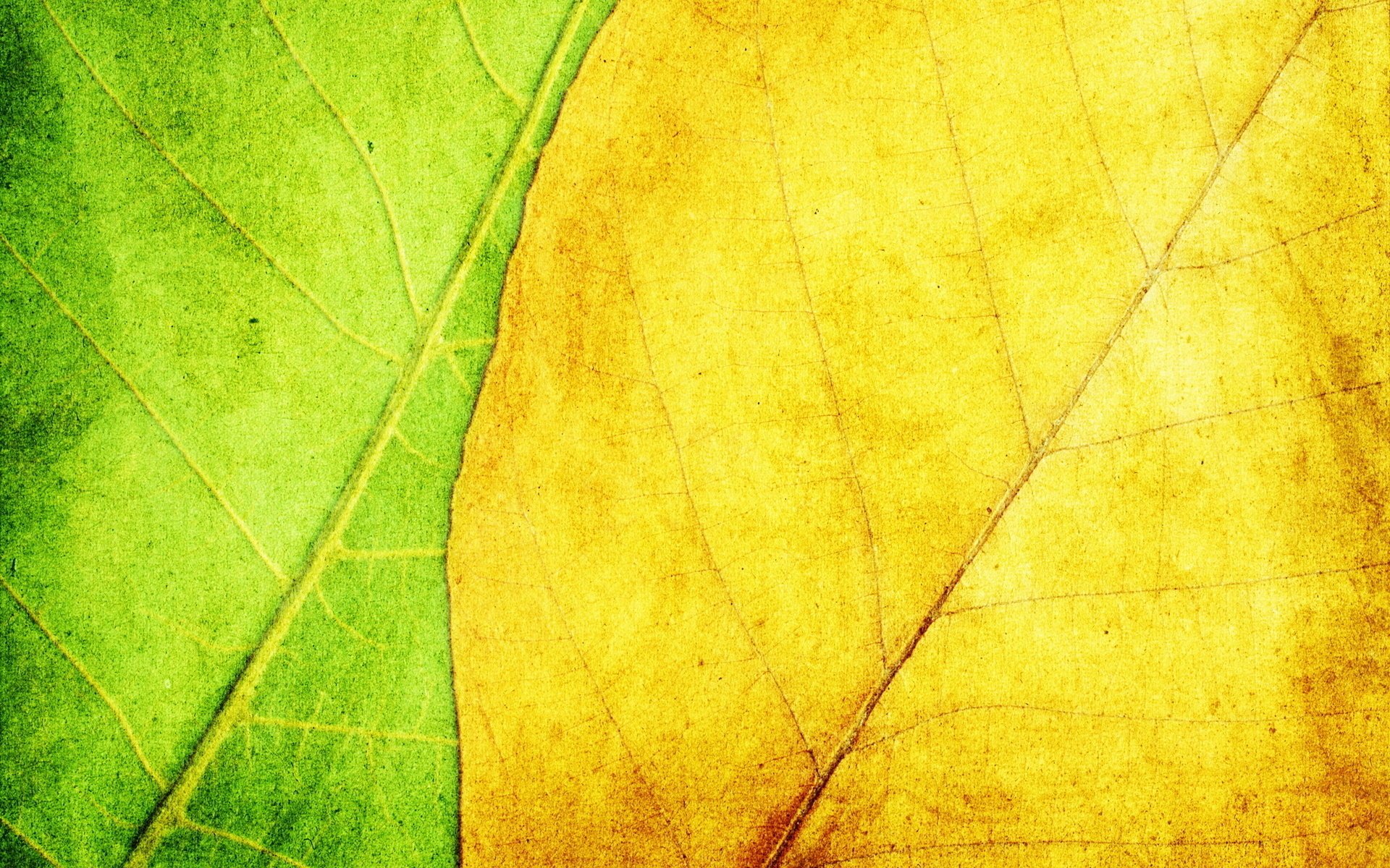 texture feuilles jaune fond vert