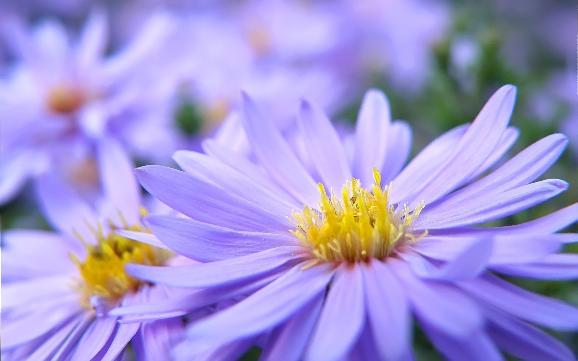 petals macro yellow lilac