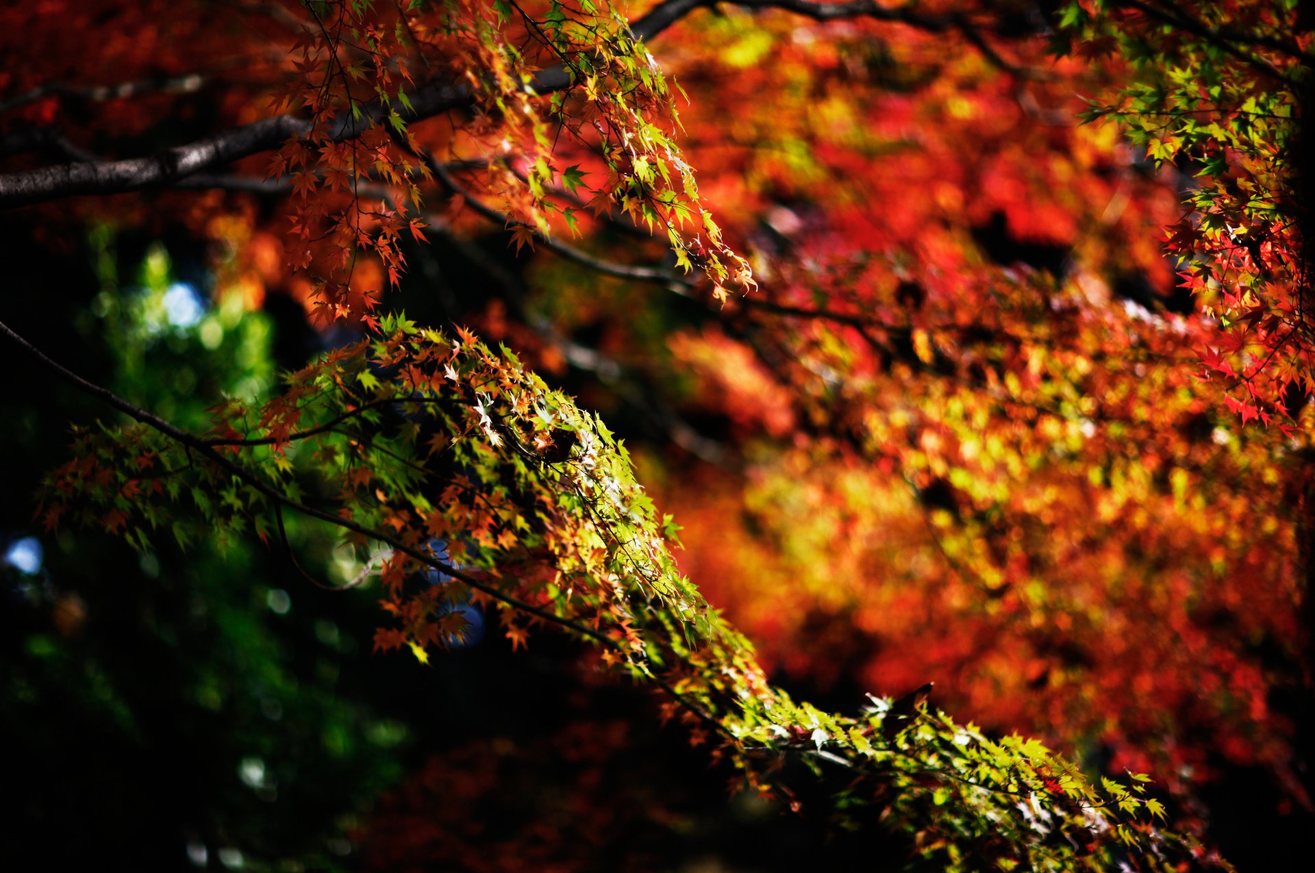 nature automne feuillage branches