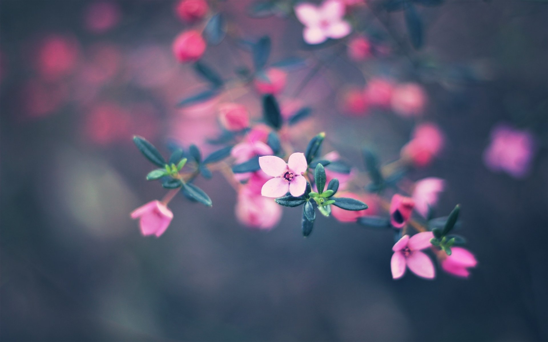 bokeh flowers colors 1000000 nature flowers paints bokeh nature