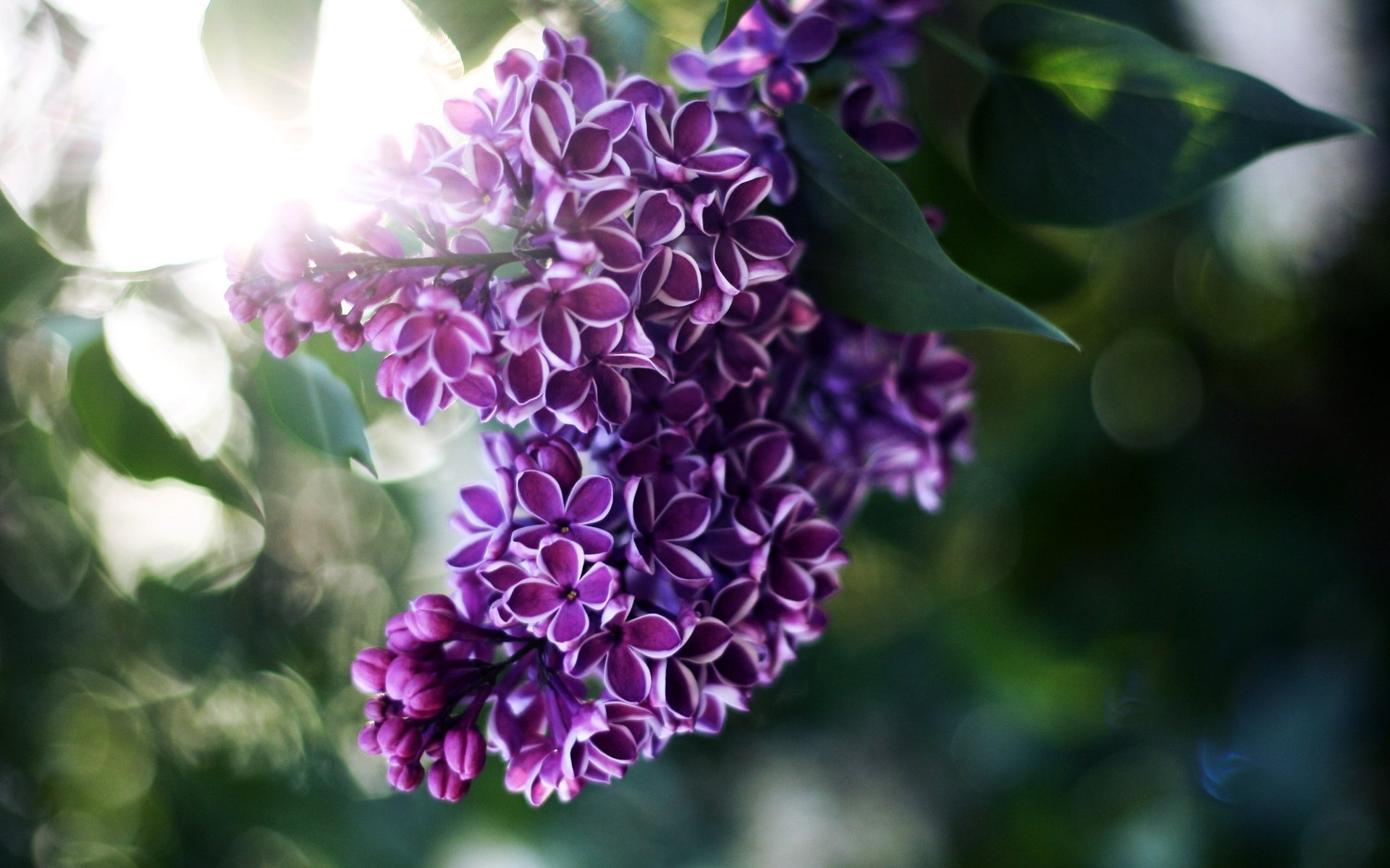 desenfoque flores hojas lila luz rayos