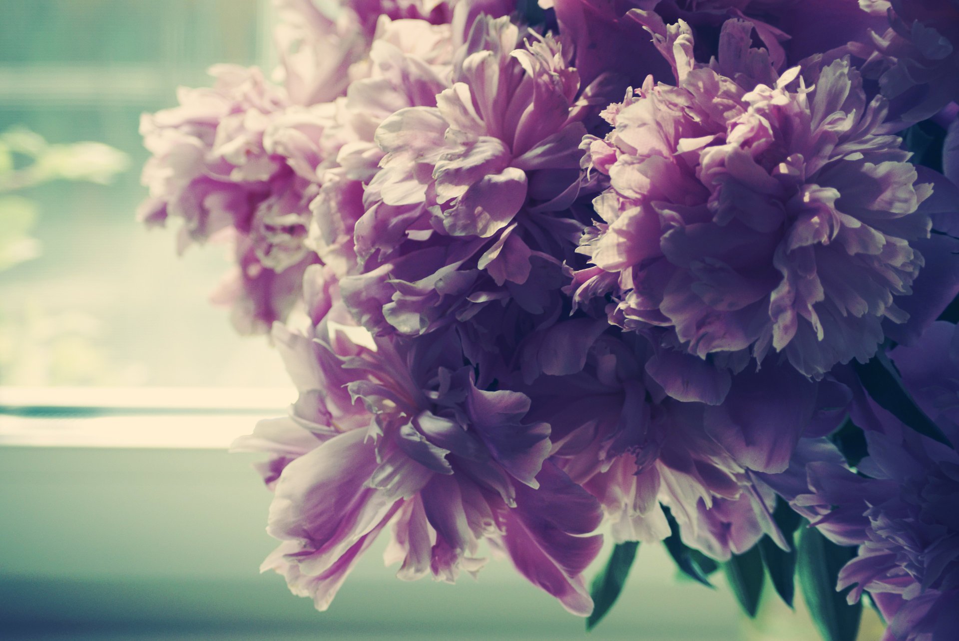 peonies morning petals window bud