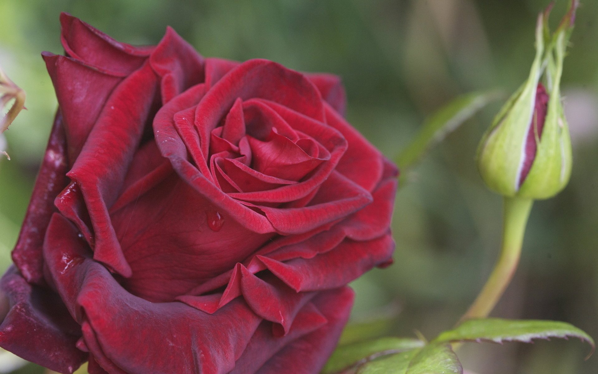 red rosa rose macro drops bud petal