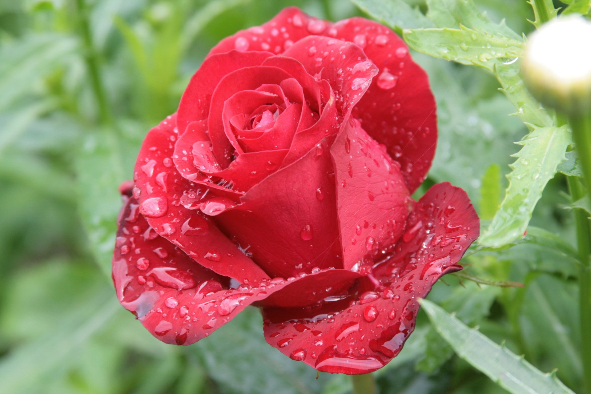 drops red rosa flower nature morning flowers rose