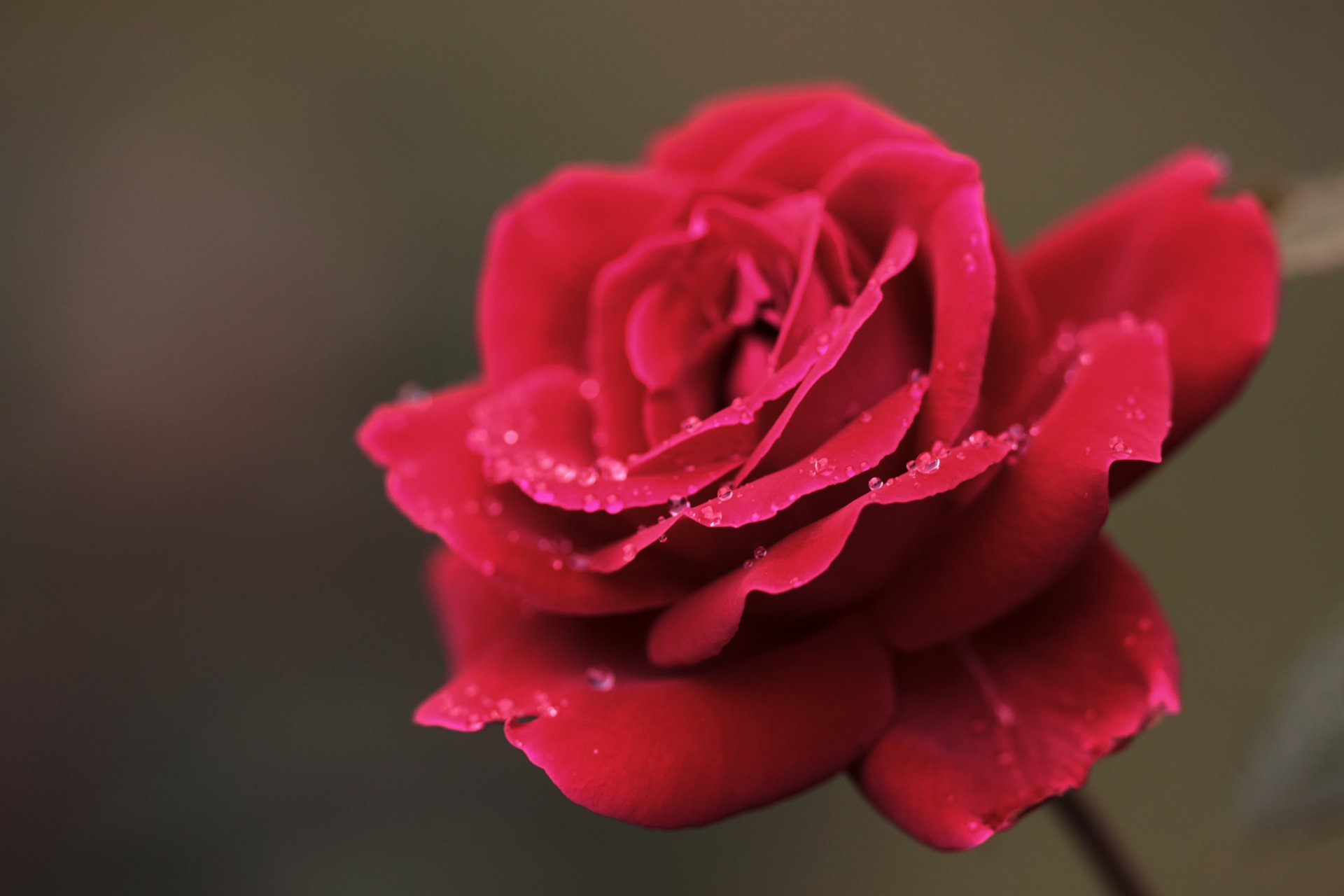 rose rouge pétales rosée gros plan gouttes fleur