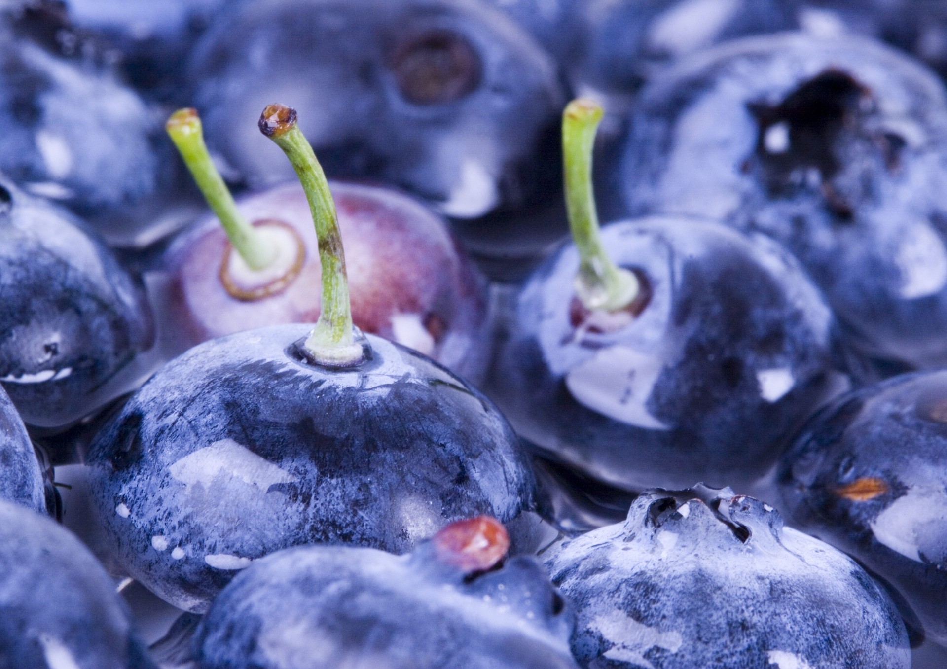 berries tails blueberries water