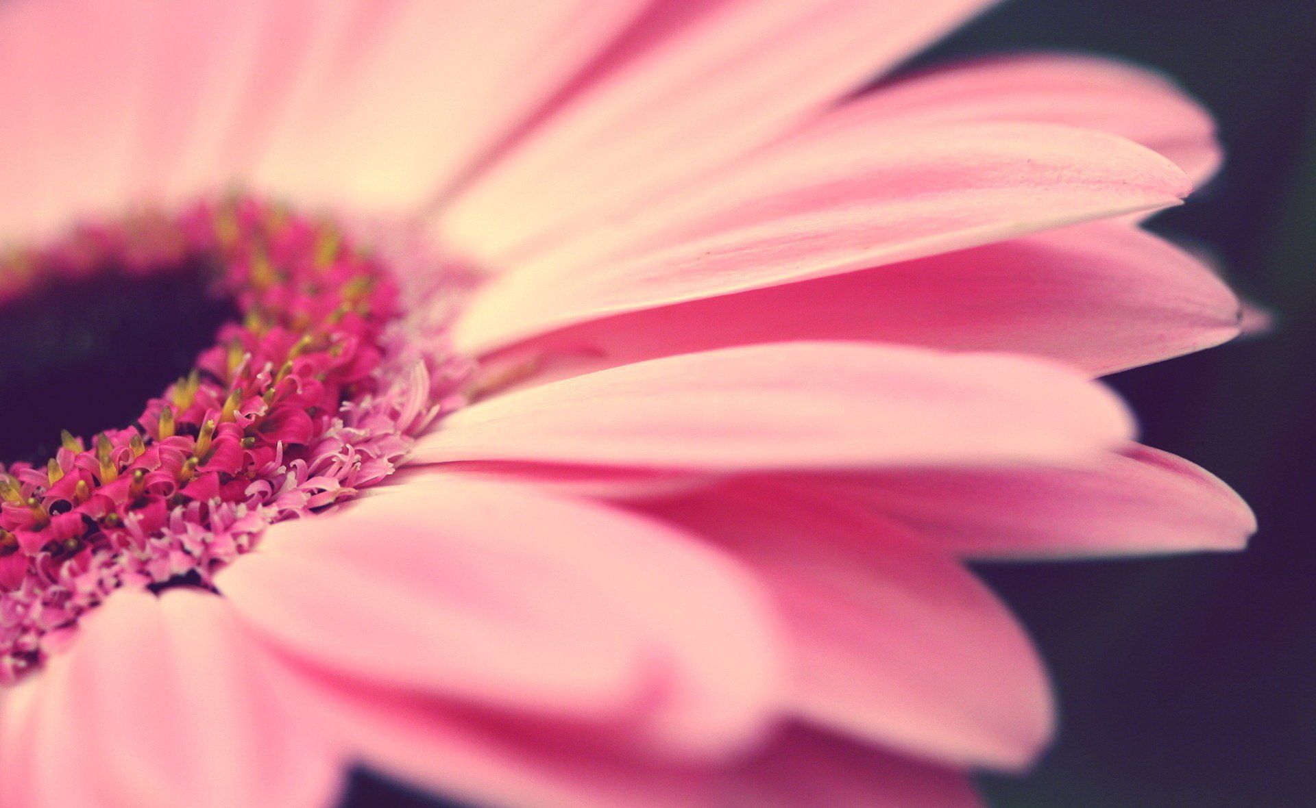 rosa gerbera flores