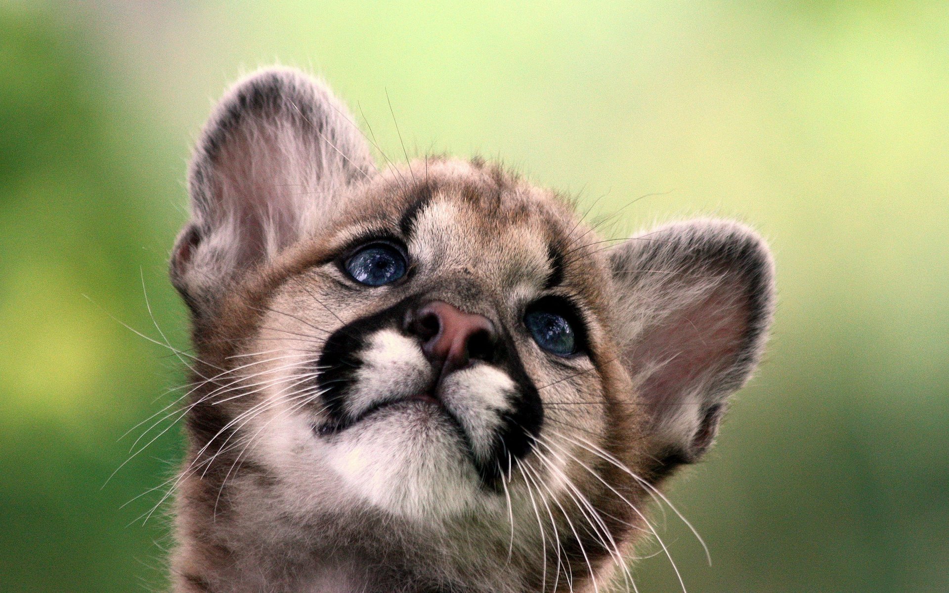 bébé cub cougar lion de montagne puma chaton chat sauvage