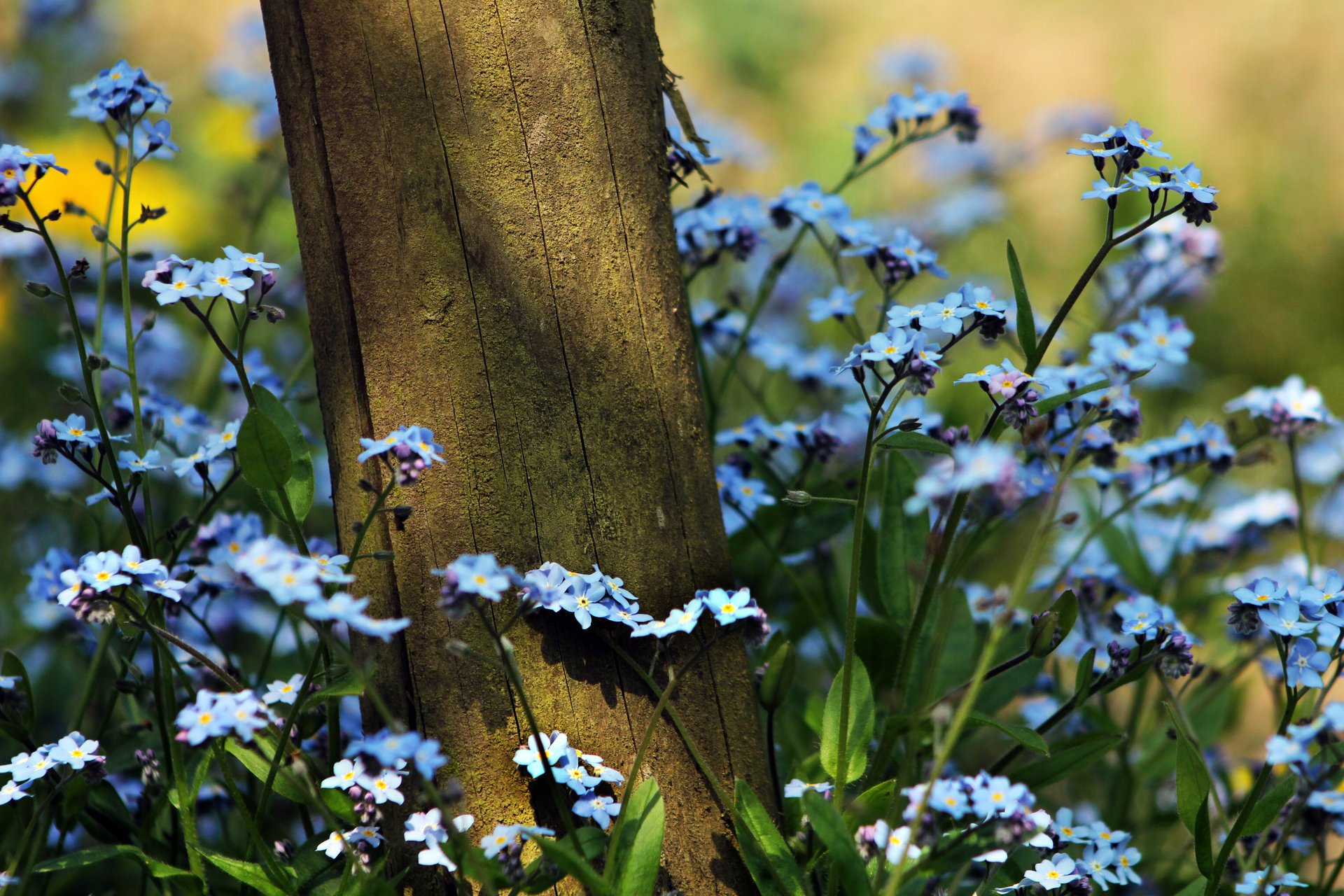 fiori albero estate natura nontiscordardime erba piante