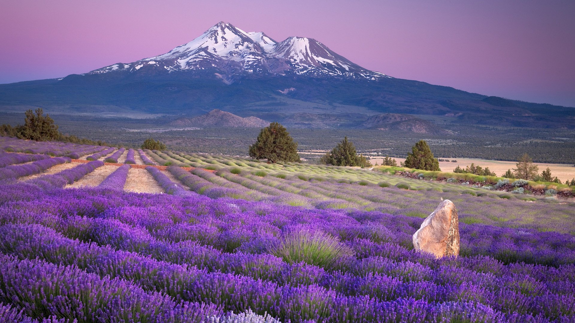 lavande nature fleurs paysage champ montagnes