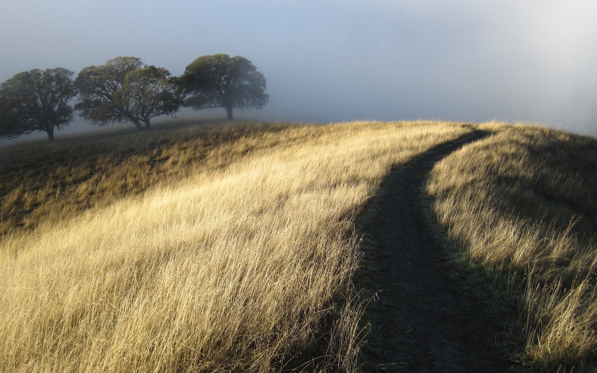 hill trees dry fog grass path