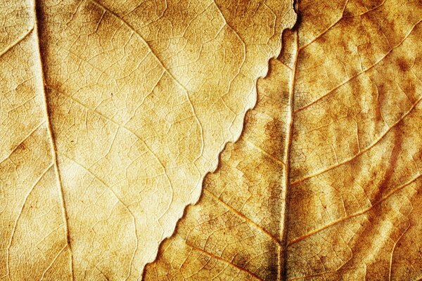 Yellow dry autumn leaves