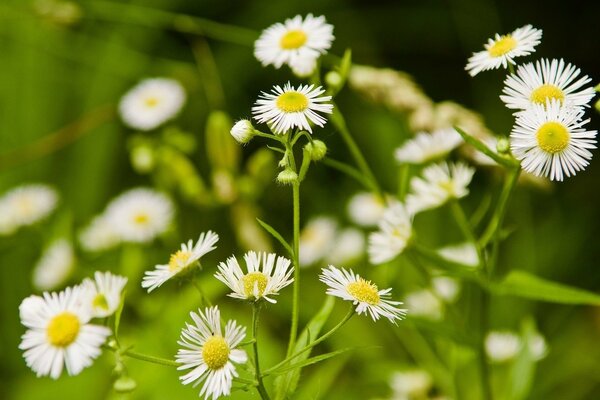 White daisies grow in a clearing