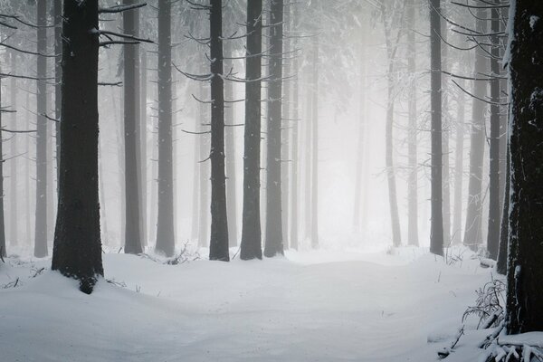 Noir. Gris. Blanc. Forêt tricolore