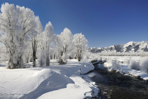 Fiume senza ghiaccio tra la foresta invernale