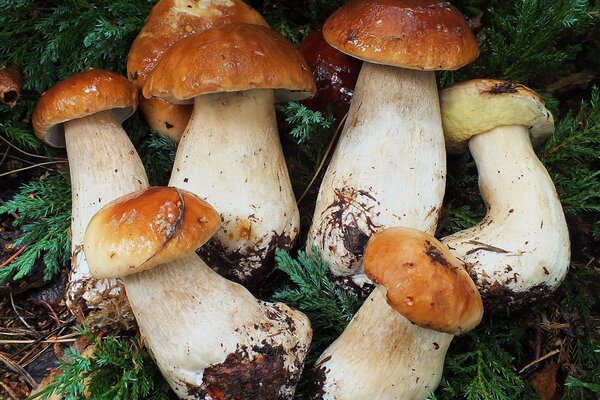 Setas porcini en ramas en el bosque