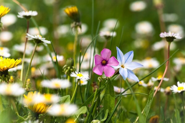 Bellezza estiva della radura floreale