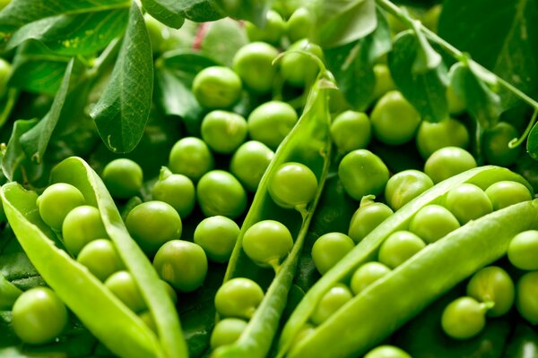 Green pea pods with leaves