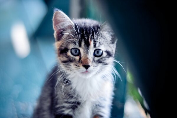 Chaton rayé gris avec des yeux gris