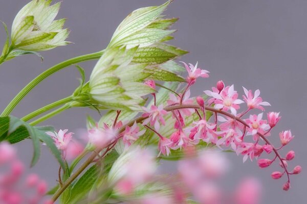 Zartrosa Blüten auf einem Zweig