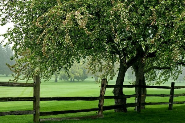 Paesaggio rustico con recinzione in estate!