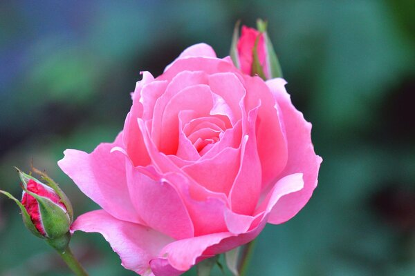 Hermosa y delicada flor de rosa