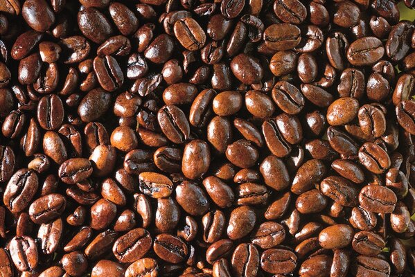 Shiny coffee beans up close