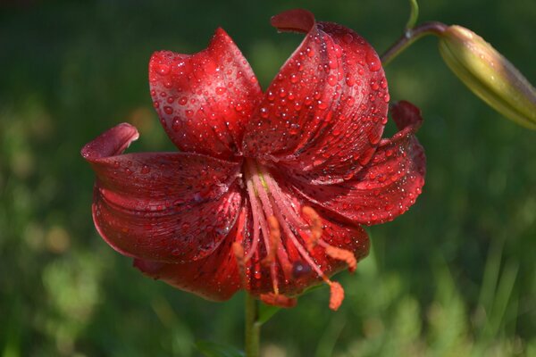 Red Lily on a green background