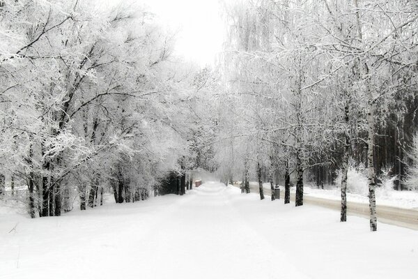 Winterpark in der Nähe der Fahrbahn der Straße