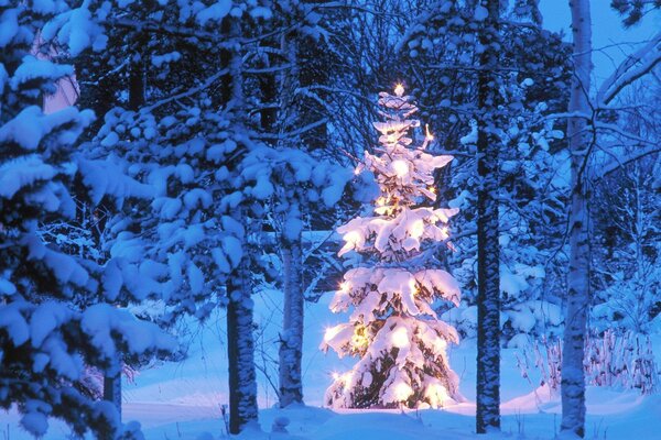 Ein verschneiter Weihnachtsbaum im Weihnachtslicht im Wald