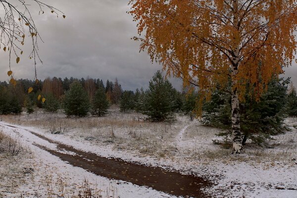 Prima neve, betulla con foglie gialle