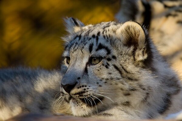 Thoughtful little snow leopard