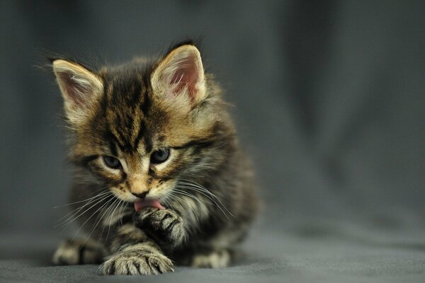 Kotek Maine Coon liże łapkę